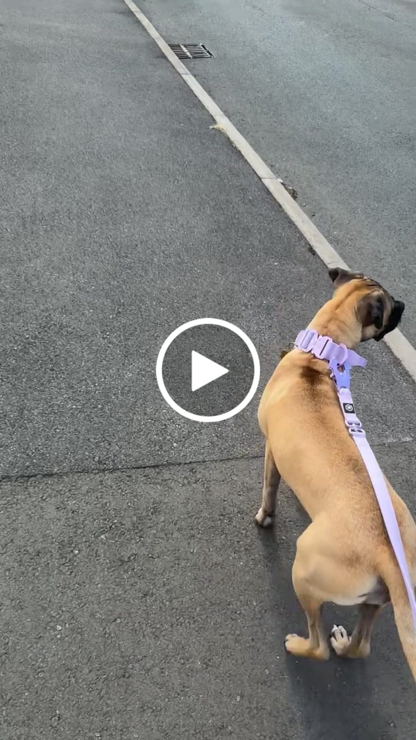 Customer video review of 1.4m Lighter Swivel Combat Lead | Anti-Tangle & Secure Clip - Lavender X Ube