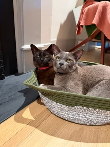 Customer photo review of Instinct Basket | Meet the first research-backed natural territory for indoor cats
