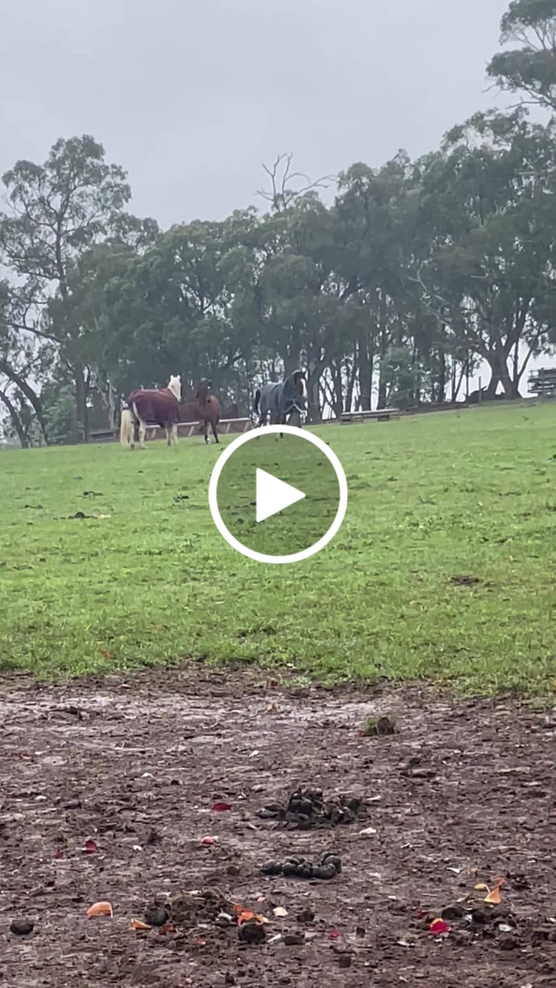 Customer video review of Amigo 1200D Plus Turnout 100g