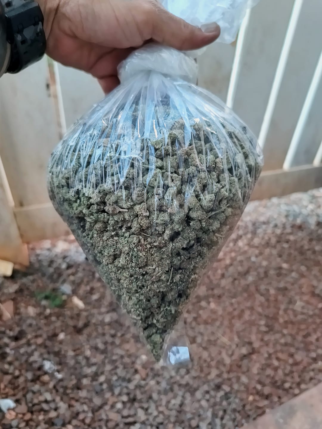 Customer photo review of Apple Banana Minis - Bulk Minis - Hybrid