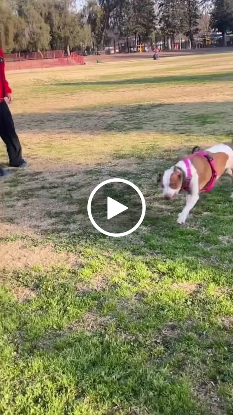 Customer video review of Arnés Aerosport para Perros - Street Dogs - Pink