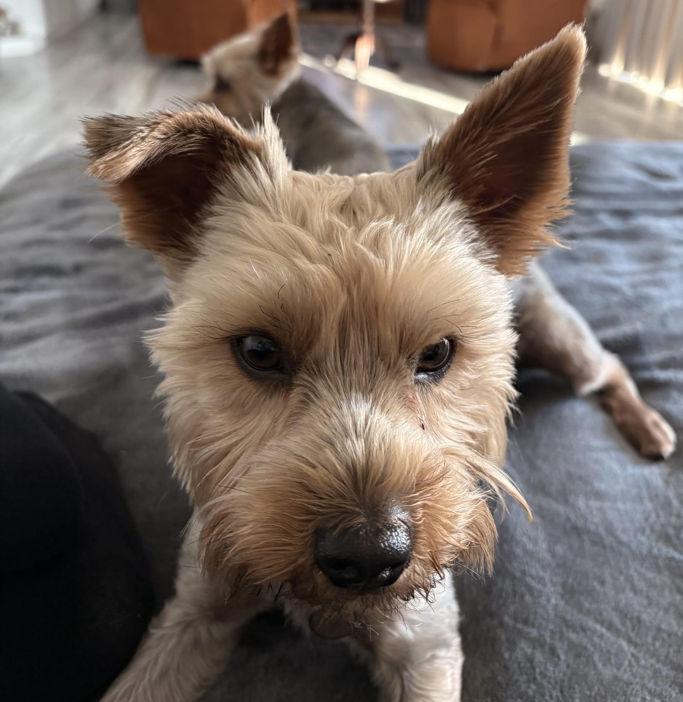 Customer photo review of Smilers OralBiotic™ Dental Soft Chews
