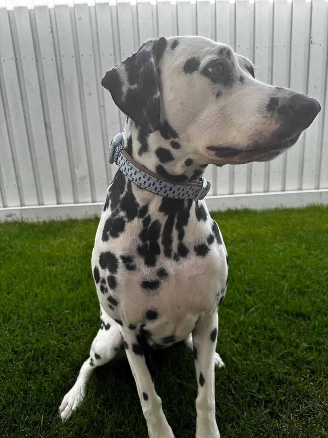 Customer photo review of Neoprene Dog Collar