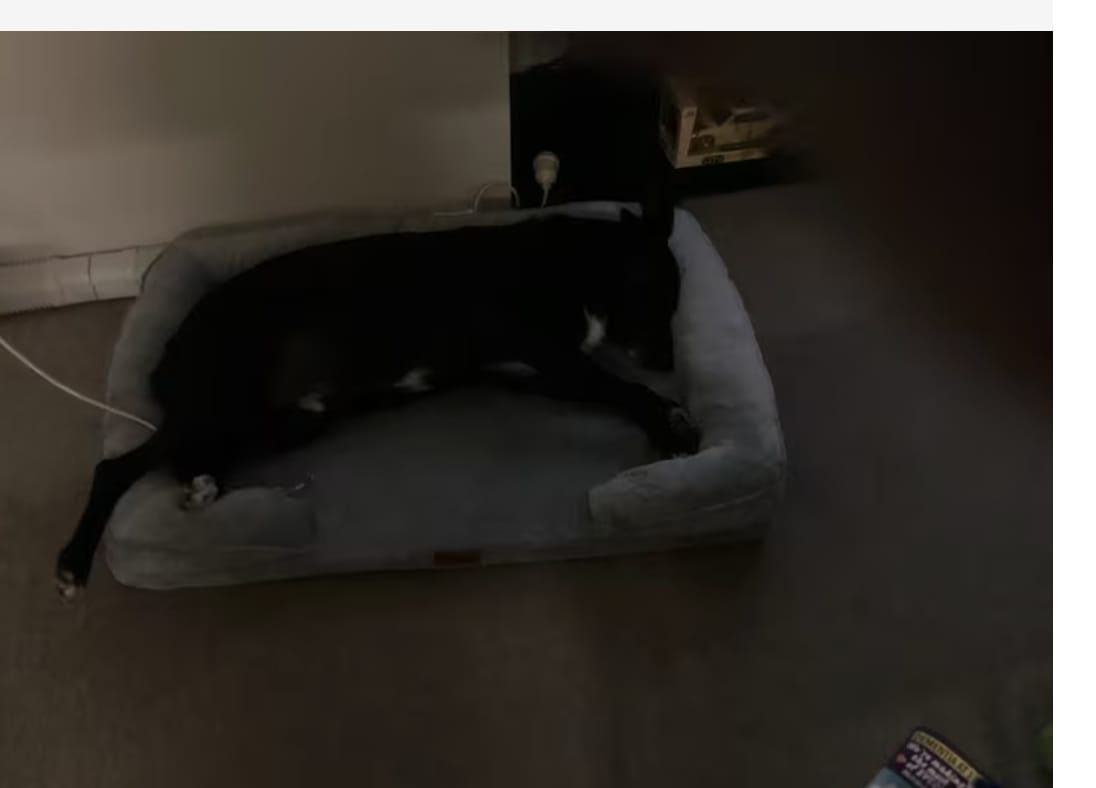 Customer photo review of SilvyPet™ Cuccia Ortopedica Premium per Cani