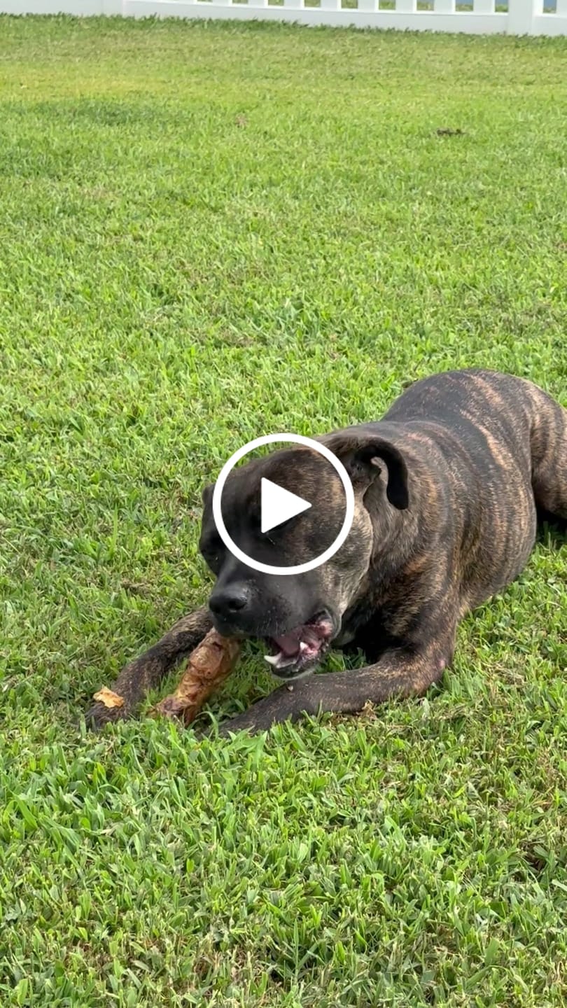 Customer video review of Ostrich Foot Bone (7" x 3.5"): The Flavorful & Long-Lasting Chew for Small to Medium Dogs
