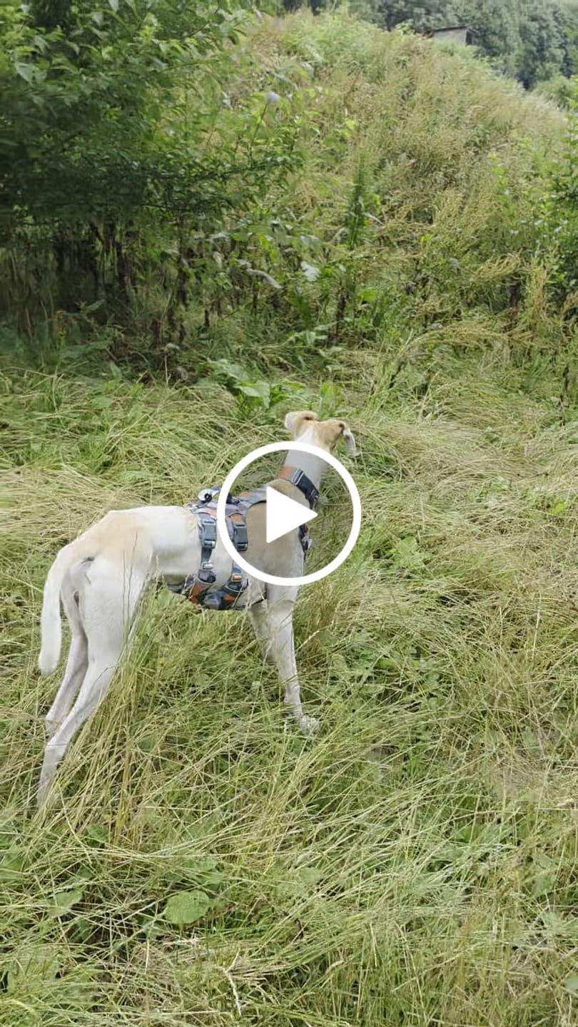 Customer video review of Scramble Harness