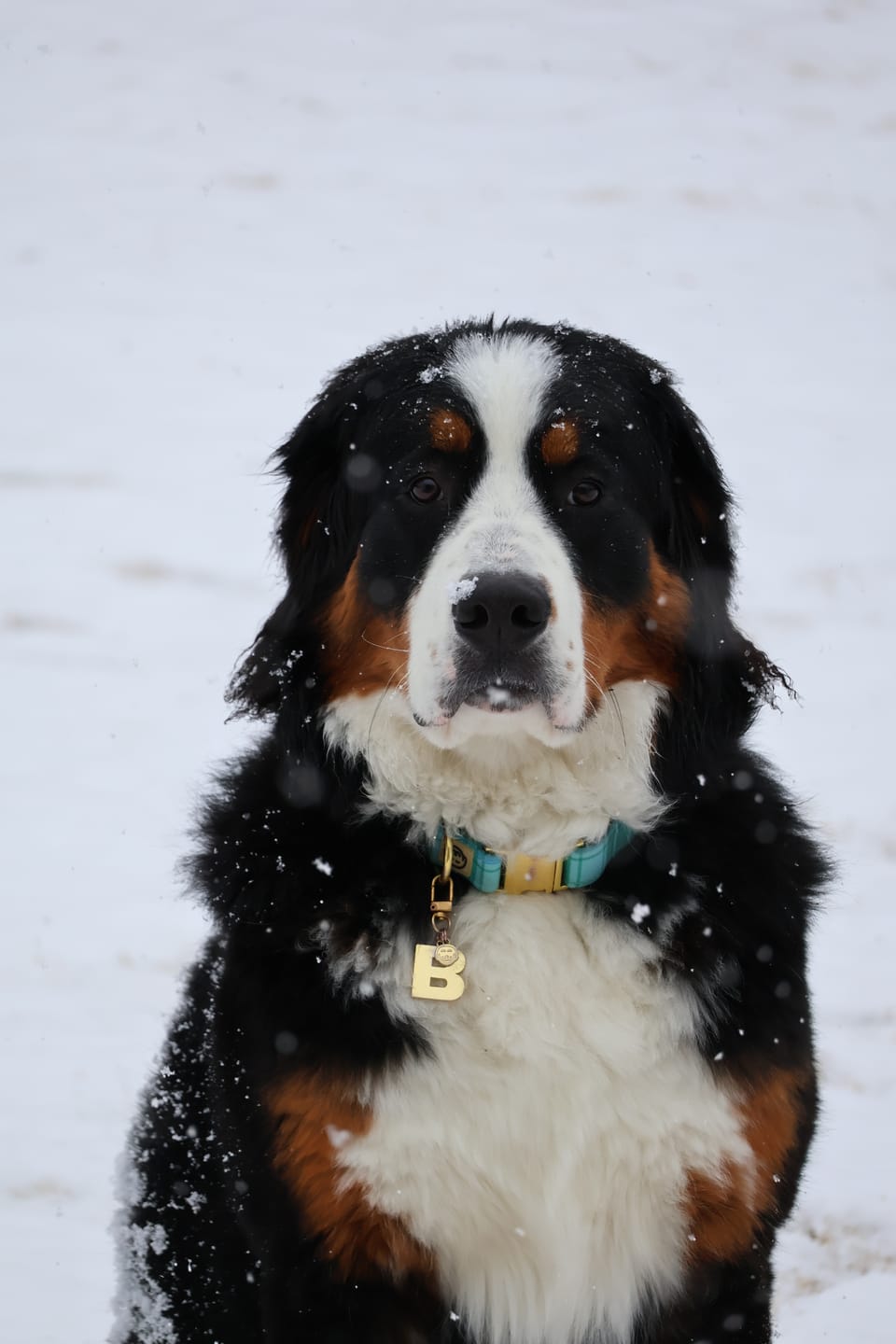 Customer photo review of Initial - Collar Charm