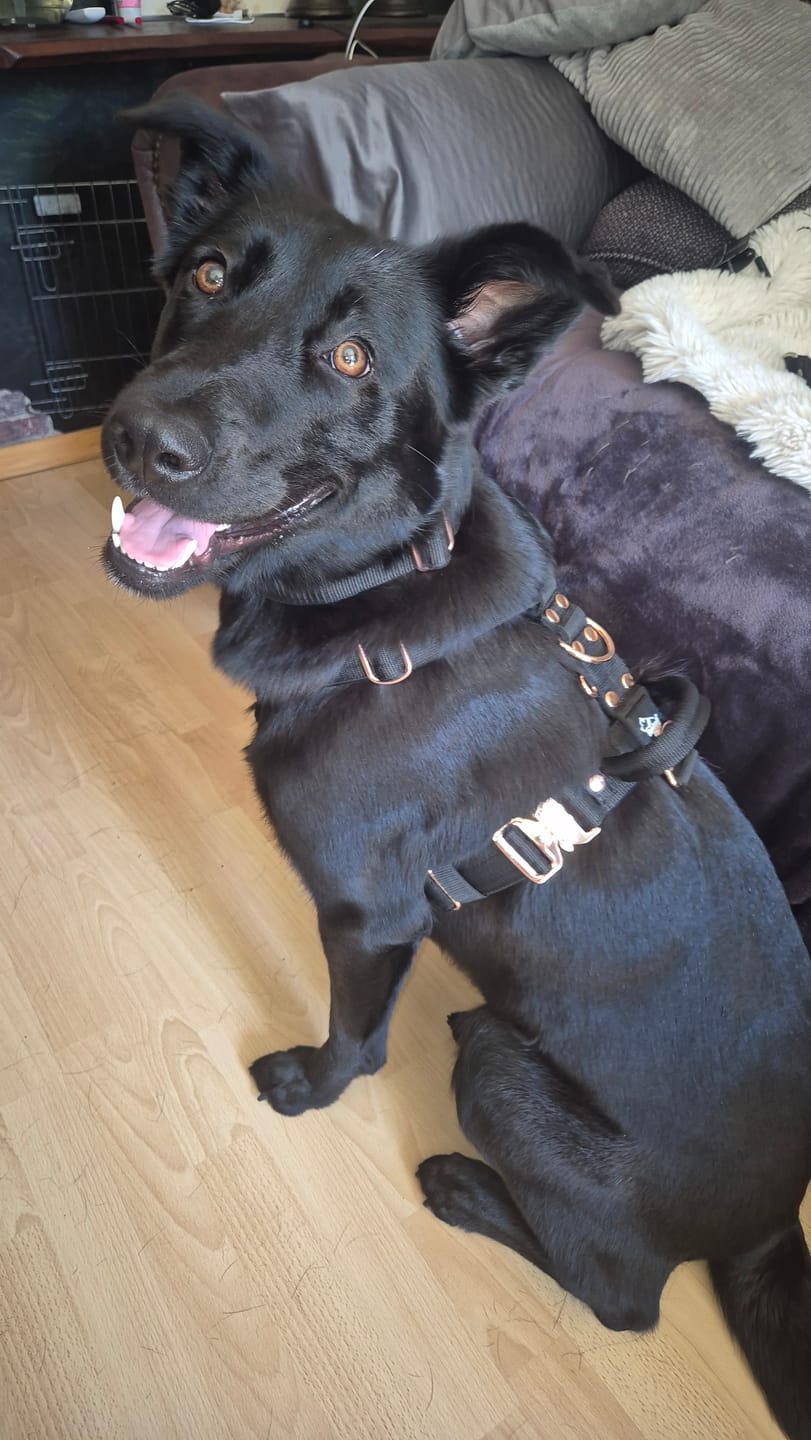 Customer photo review of Easy Walk Extreme Rose Svart - Sele med snabbspänne