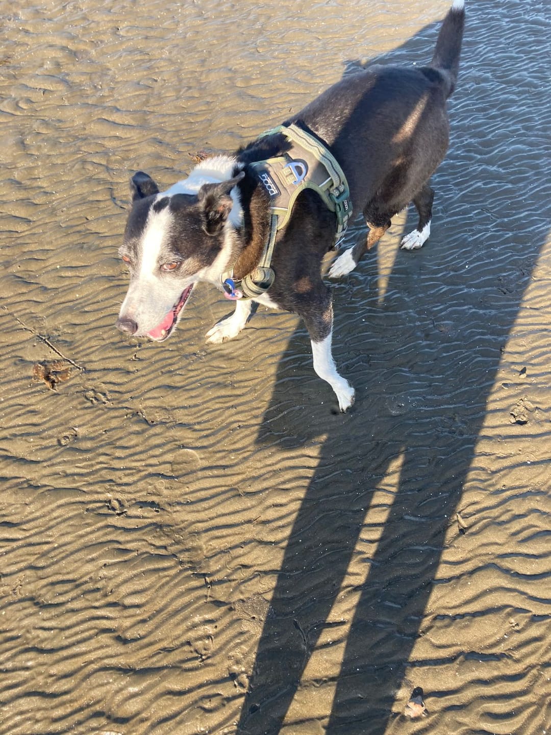 Customer photo review of Neotech Harness