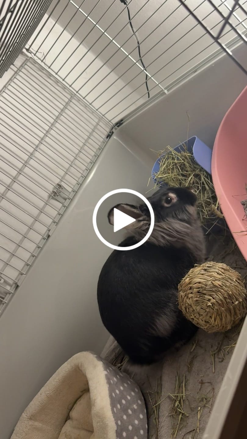 Customer video review of First Cut Timothy Hay - Ultra Premium Canadian Hay for Rabbits and Guinea Pigs