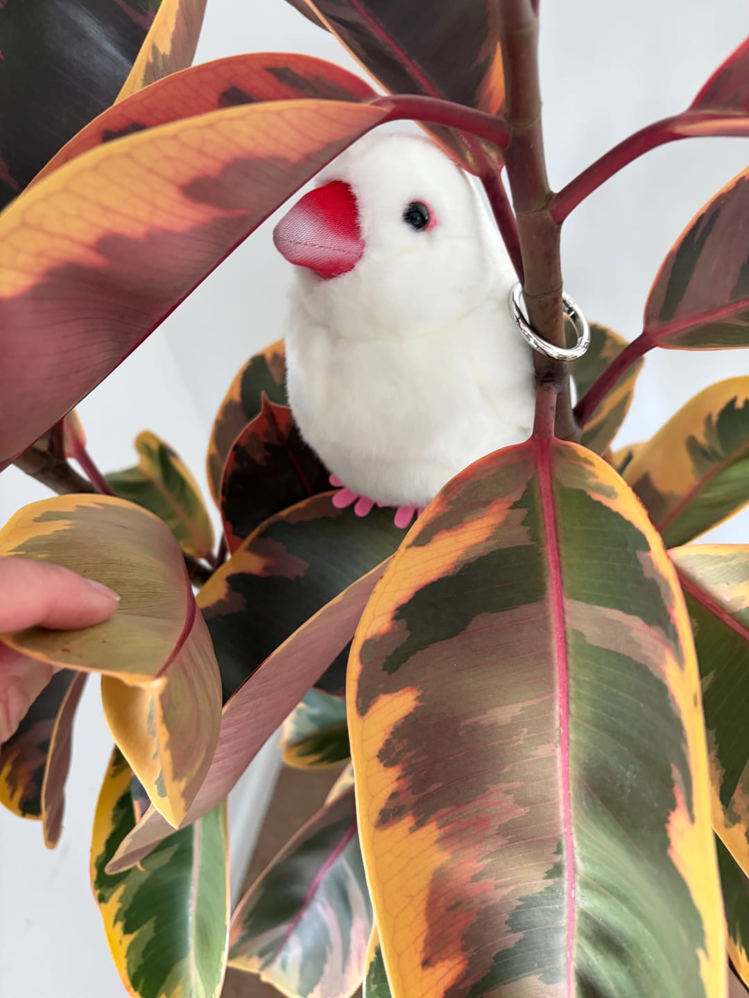 Customer photo review of White Java Sparrow Plush – Realistic Chubby Bird Design with Hanging Loop