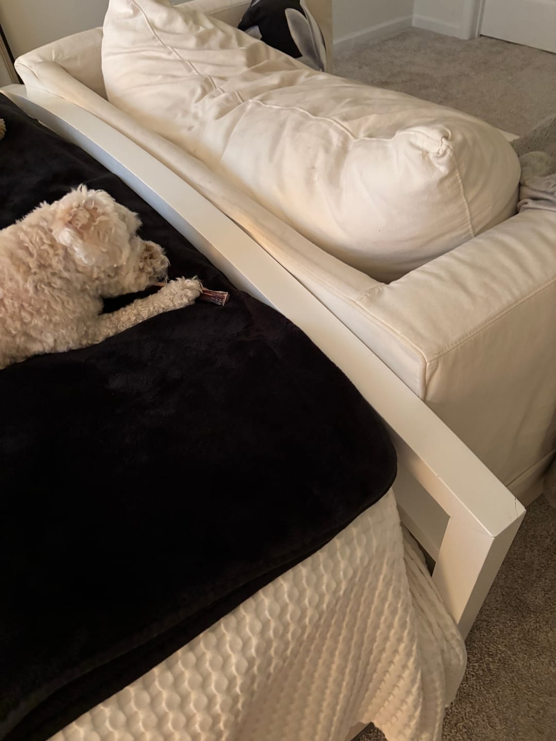 Customer photo review of 6 Inch Standard 31 Pack - Bully Sticks