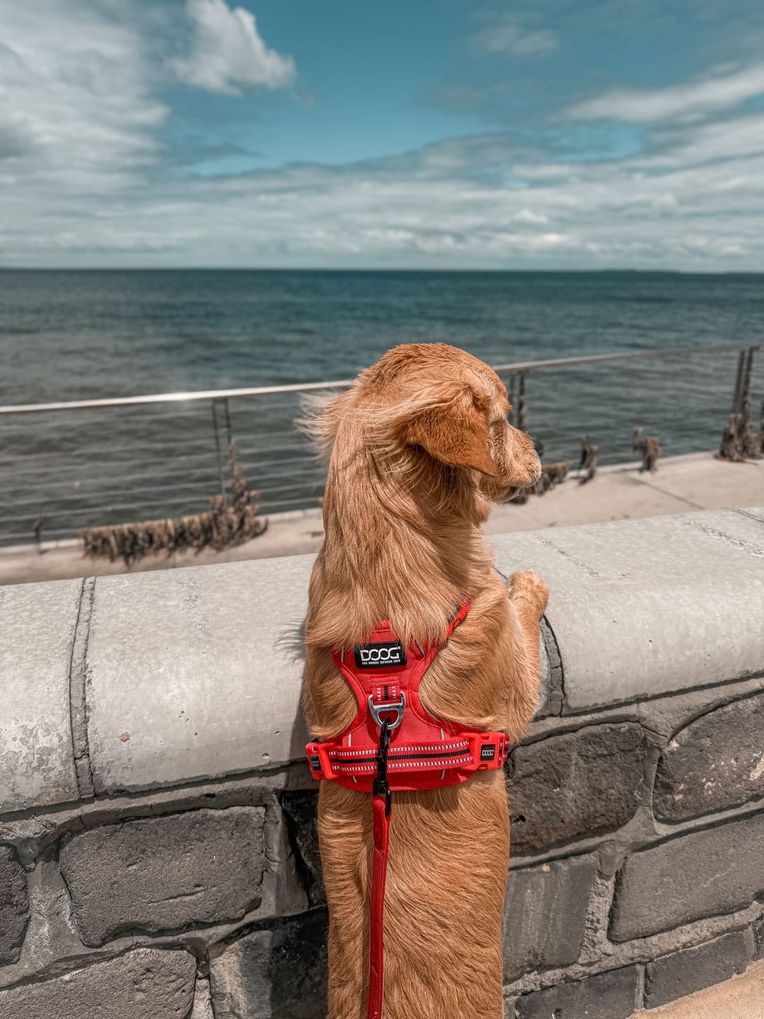 Customer photo review of Neotech Harness