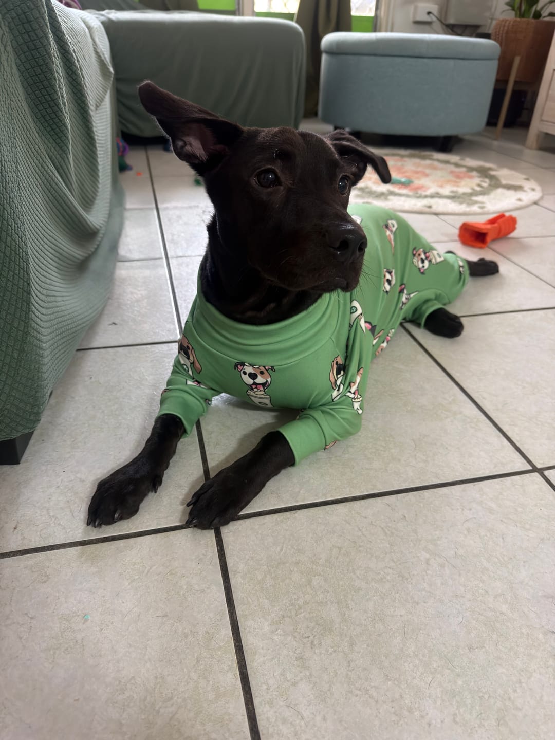 Customer photo review of Dog Pajama - Panda