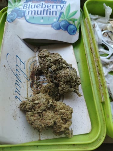 Customer's two dense Blueberry Muffin THCA Flower buds resting on a tray next to their packaging.