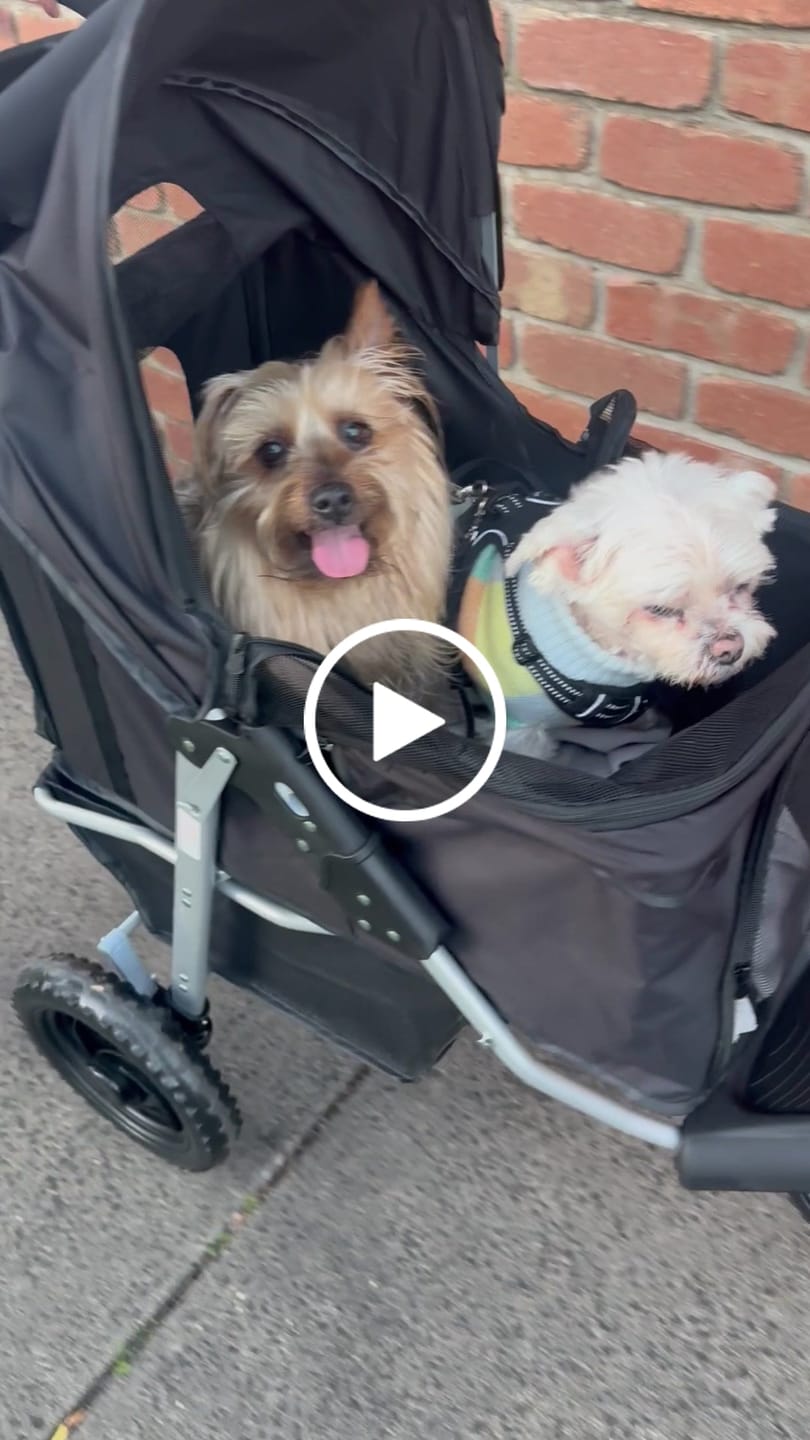 Customer video review of Pet Dog Stroller Pram - Black