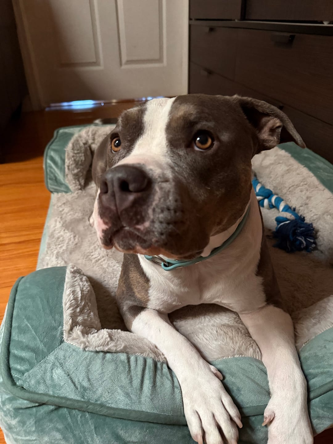 Customer photo review of House Collar, BioThane