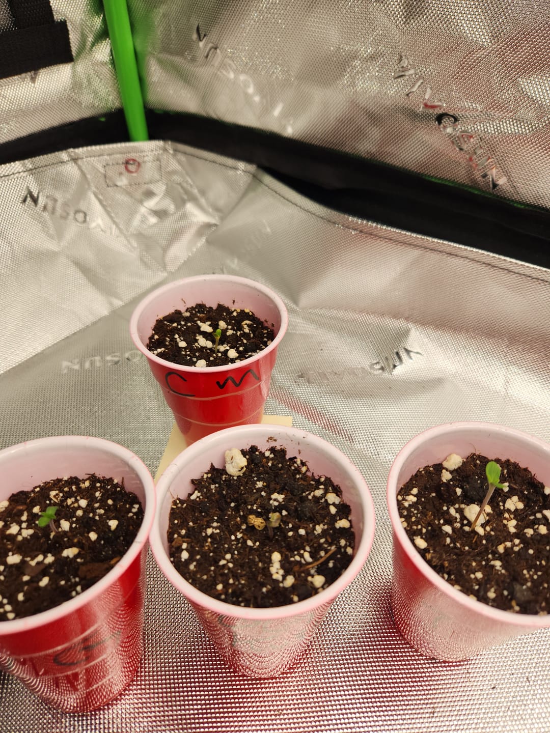 Customer photo review of The Hall of Fame Seed Bundle - 4 Strains - 48 Feminized Seeds