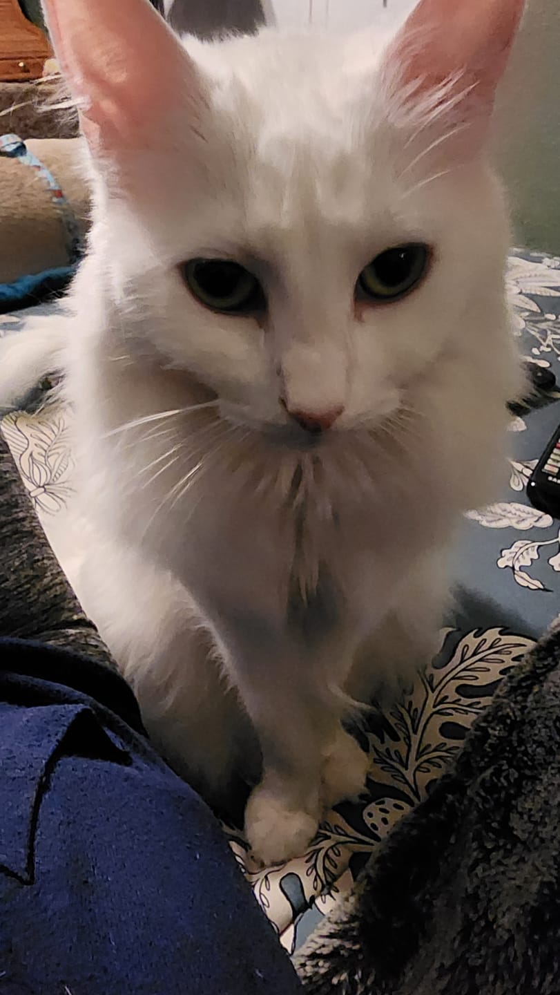 Customer photo review of 6x Blisso Advanced Cat Probiotic