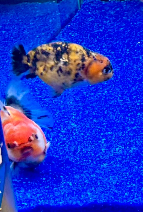 Customer photo review of Live Fancy Goldfish Premium Select Our Choice Big Head Thai Red Lionchu Tiger (Our Choice)