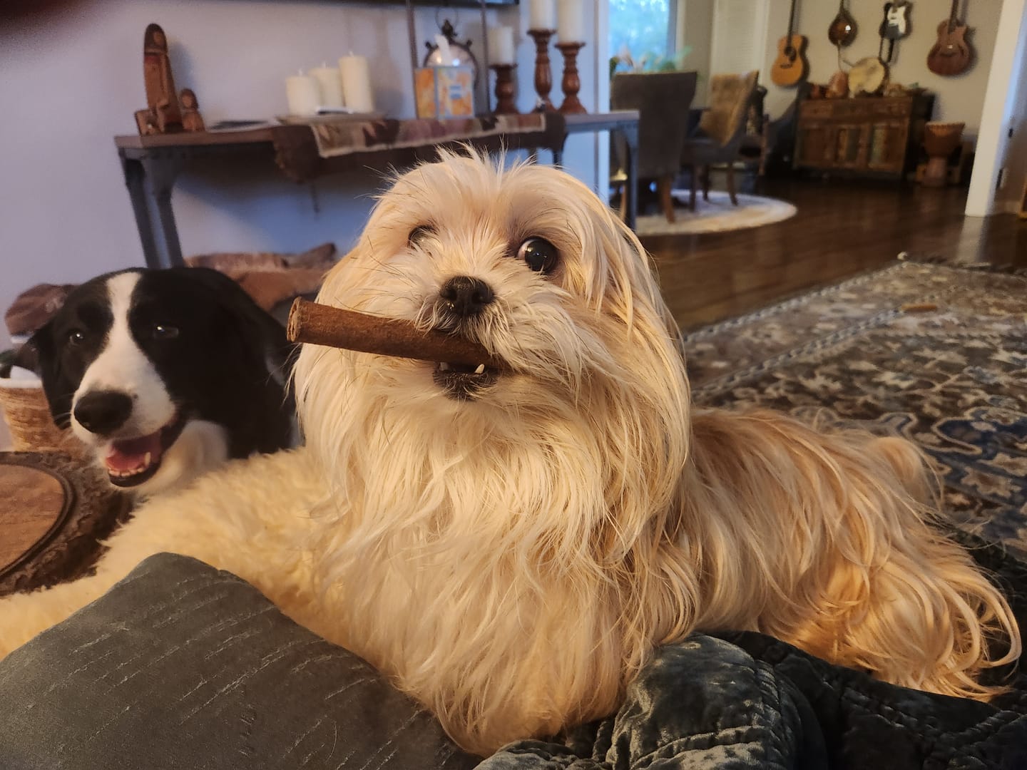 Customer photo review of 10-12 Inch Champion Chew