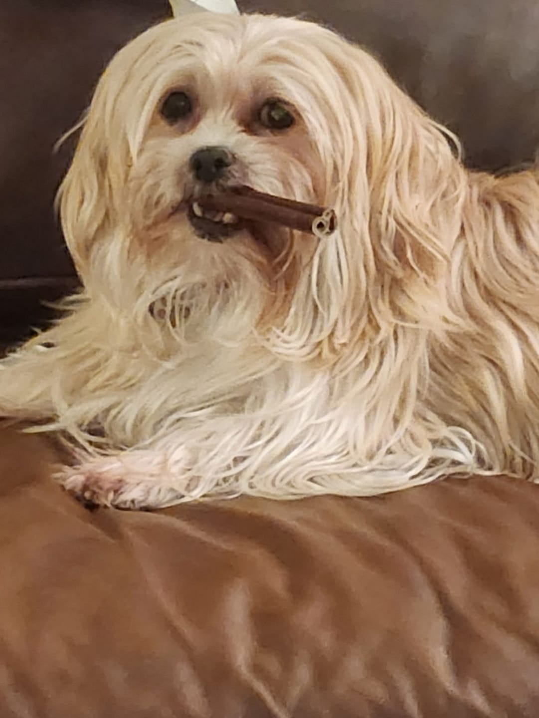 Customer photo review of 10-12 Inch Champion Chew