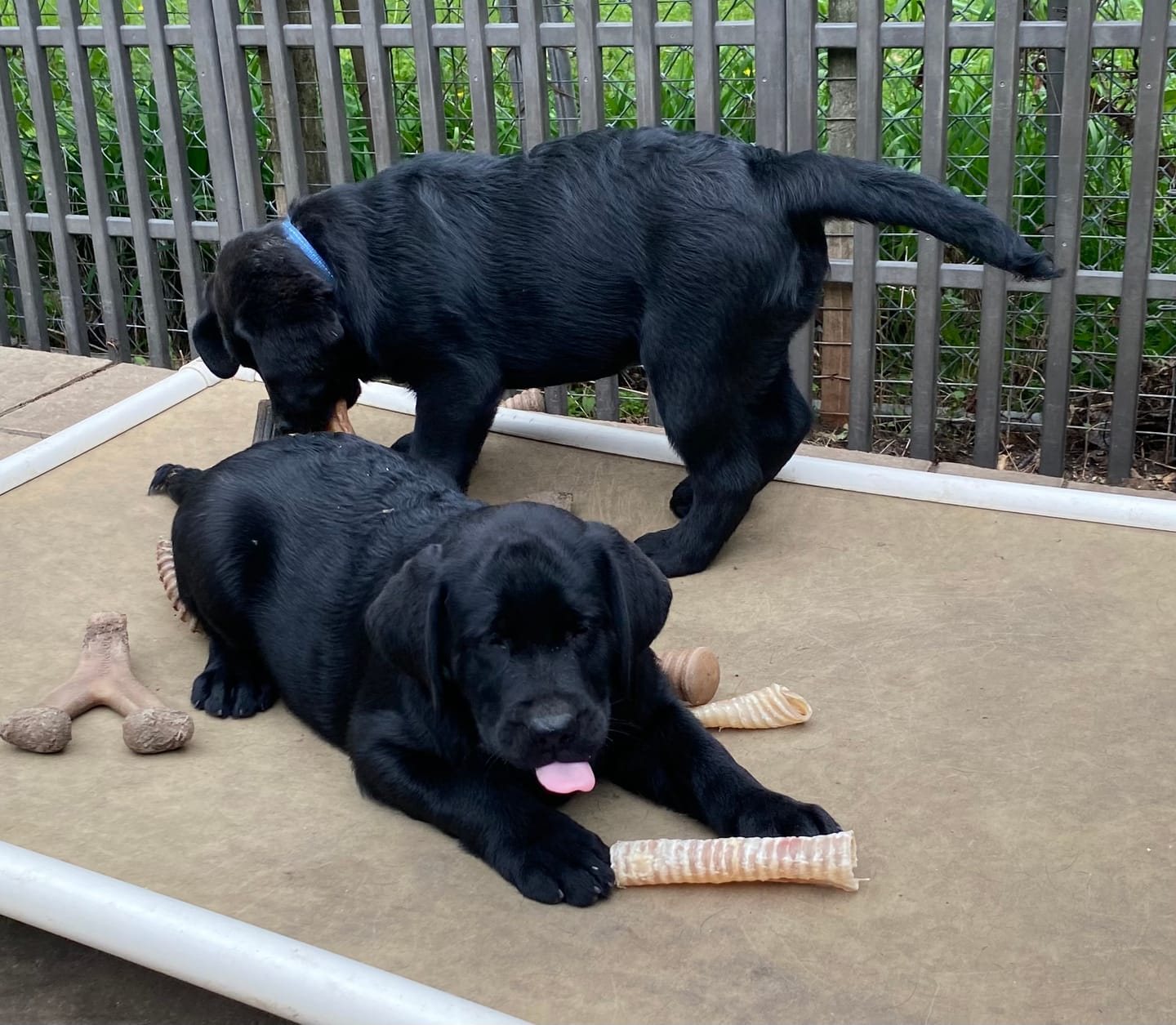 Customer photo review of 6 Inch Beef Trachea