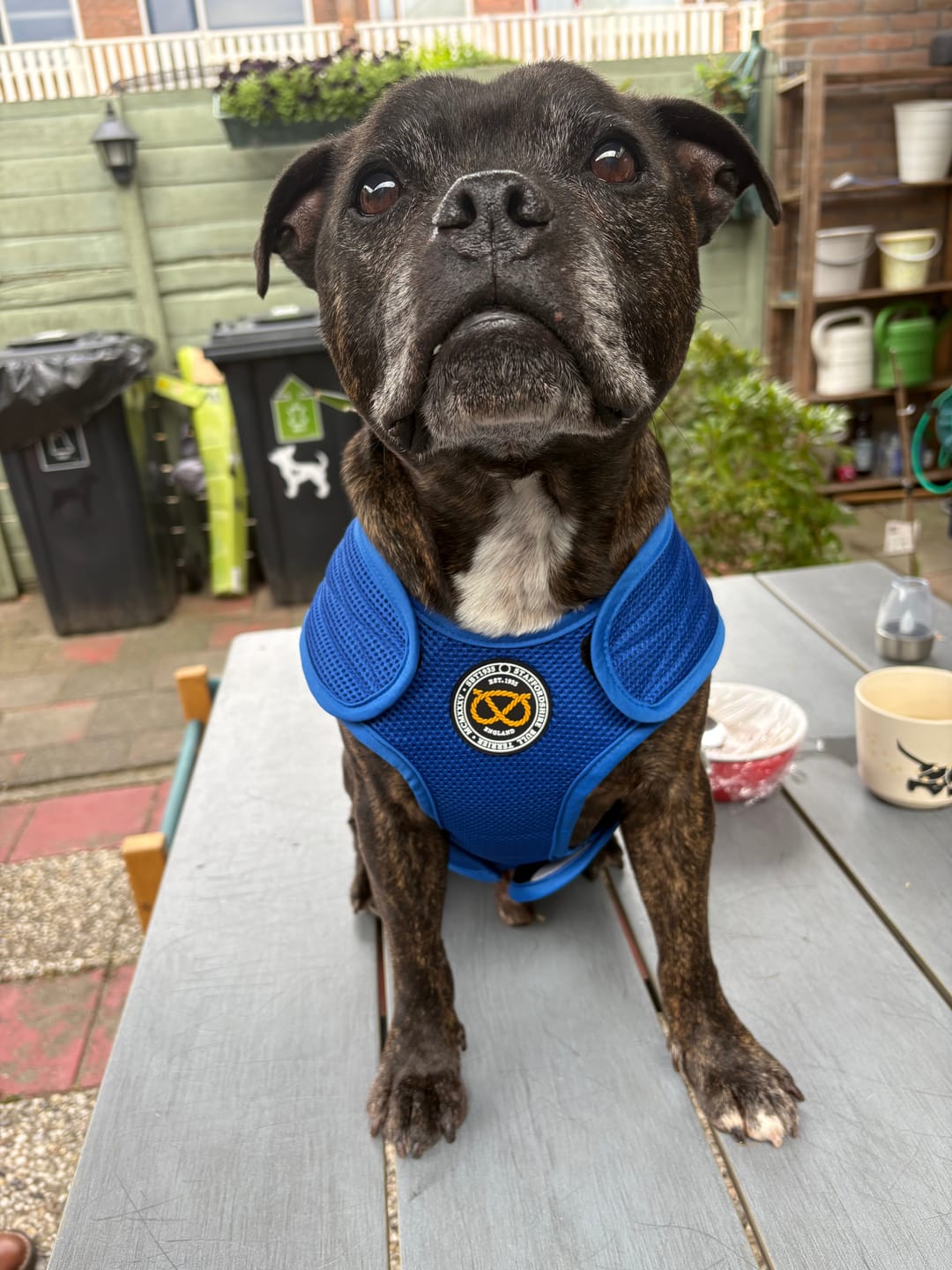 Customer photo review of Staffordshire Bull Terrier 1935® Cooling Vest - Blue