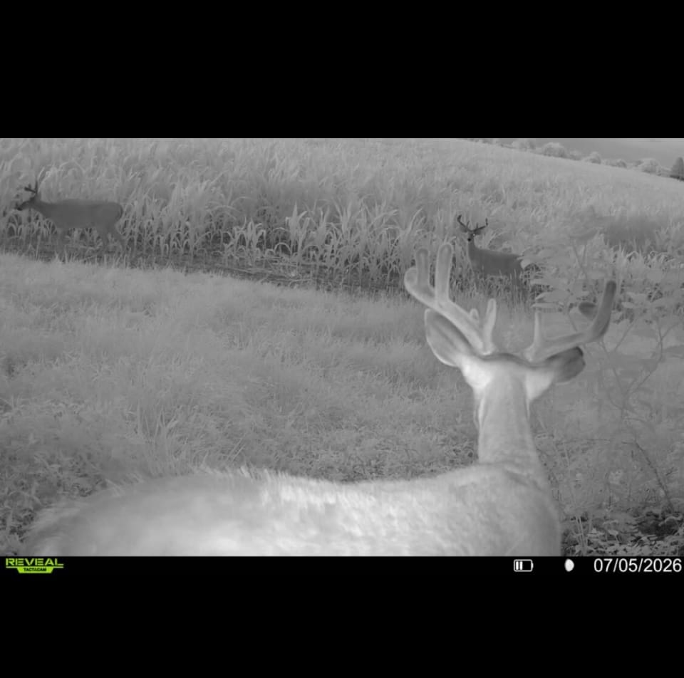 Customer photo review of Antler IV Mineral Attractant