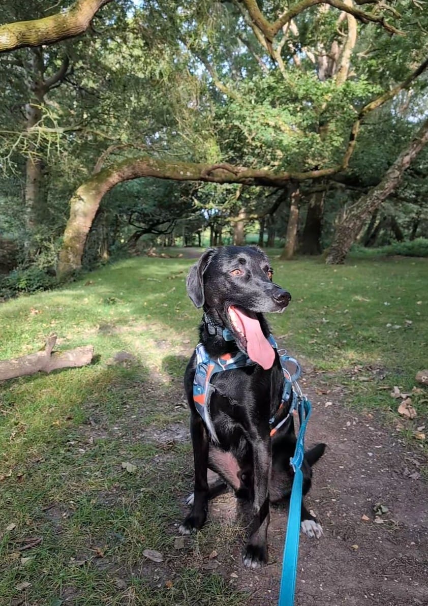 Customer photo review of Scramble Harness