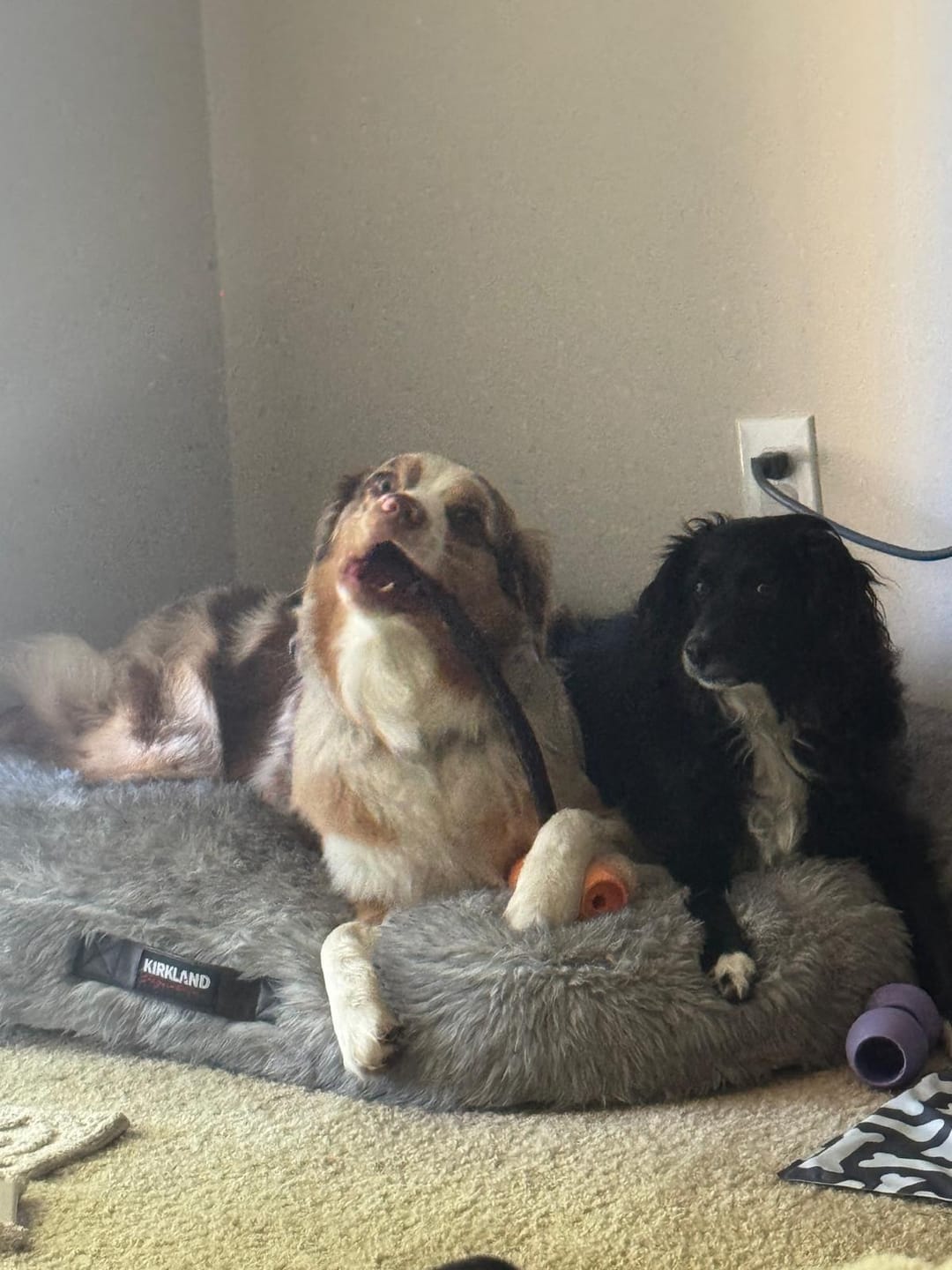 Customer photo review of 12 Inch Standard Bully Stick