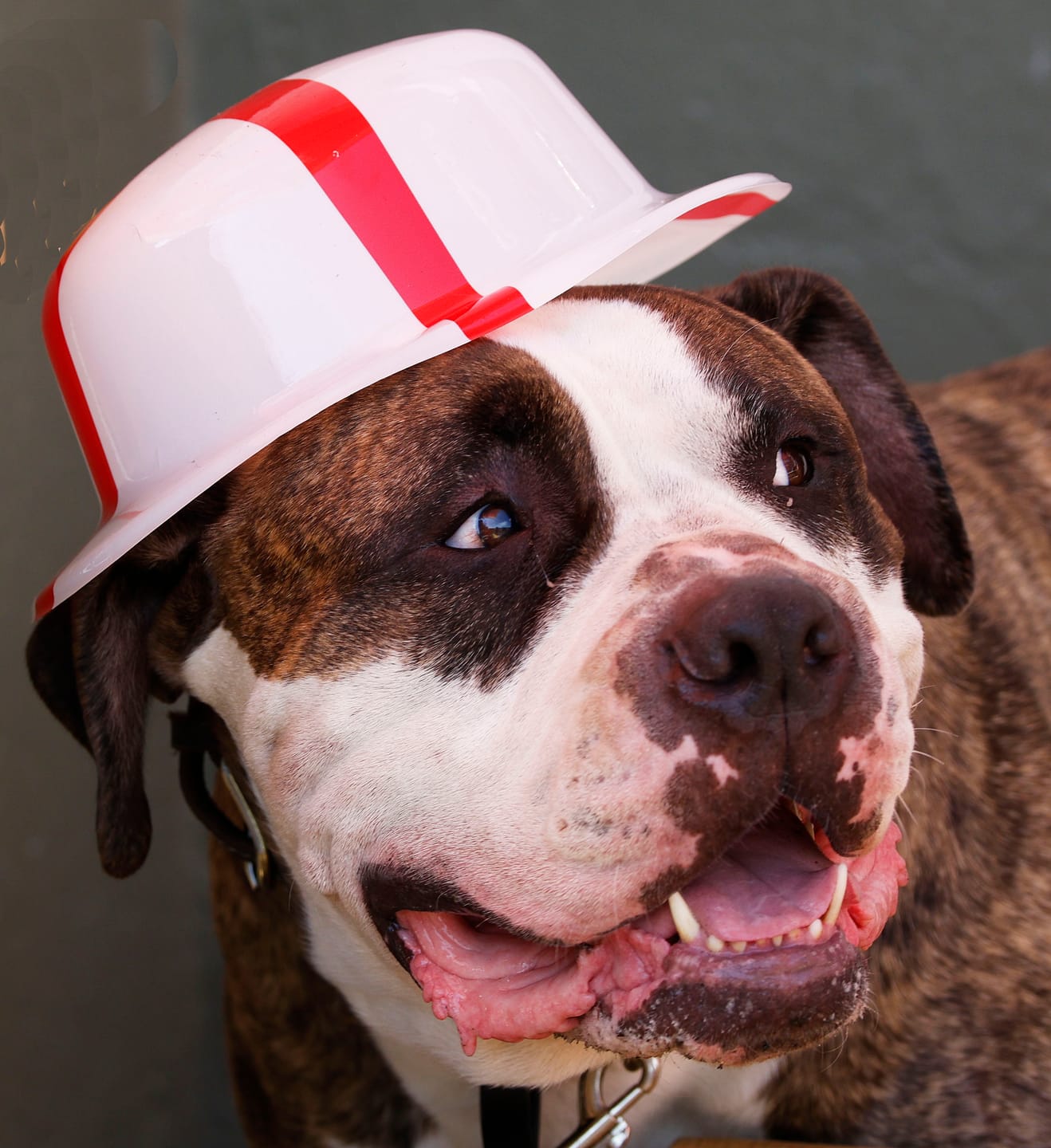 Customer photo review of Muzzle | Flexi & Legal Requirement - S-XL Breeds - Black