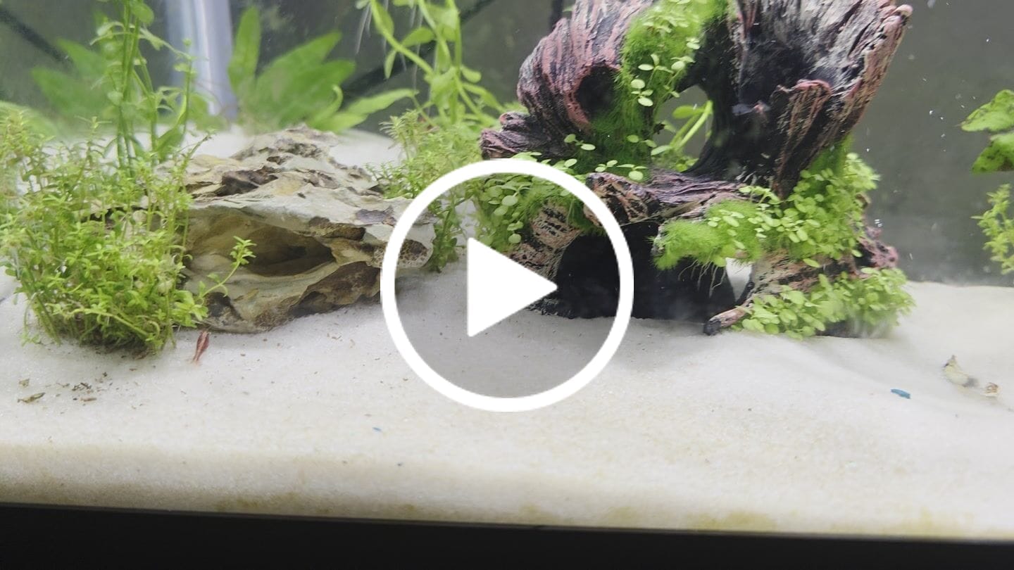Customer video review of Fire Red Cherry Shrimp