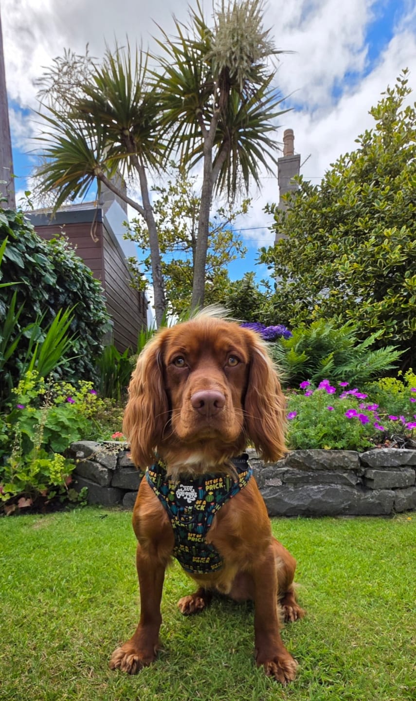 Customer photo review of Bit of a pr**k harness