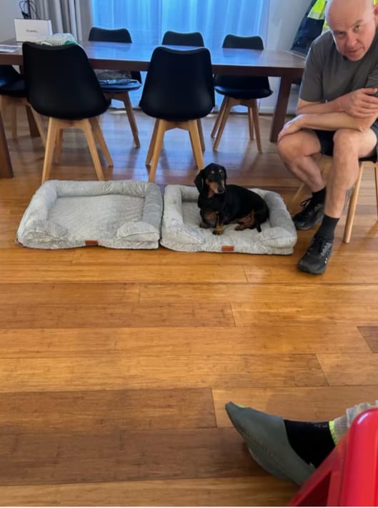 Customer photo review of SilvyPet™ Cuccia Ortopedica Premium per Cani