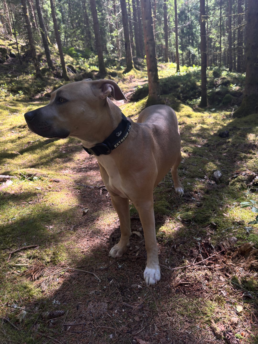 Customer photo review of Extreme Air Set Night Black - Lätt och slitstarkt hundset