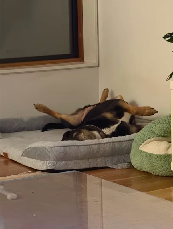 Customer photo review of SilvyPet™ Cuccia Ortopedica Premium per Cani