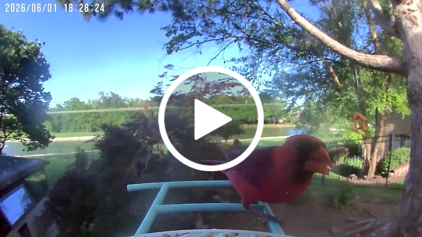 Customer video review of Birdfy Feeder - Smart Bird Feeder with Camera Standard Kit