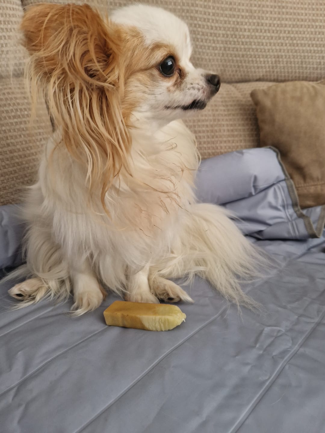 Customer photo review of Himmaleh Yak Chews For Dogs Subscription