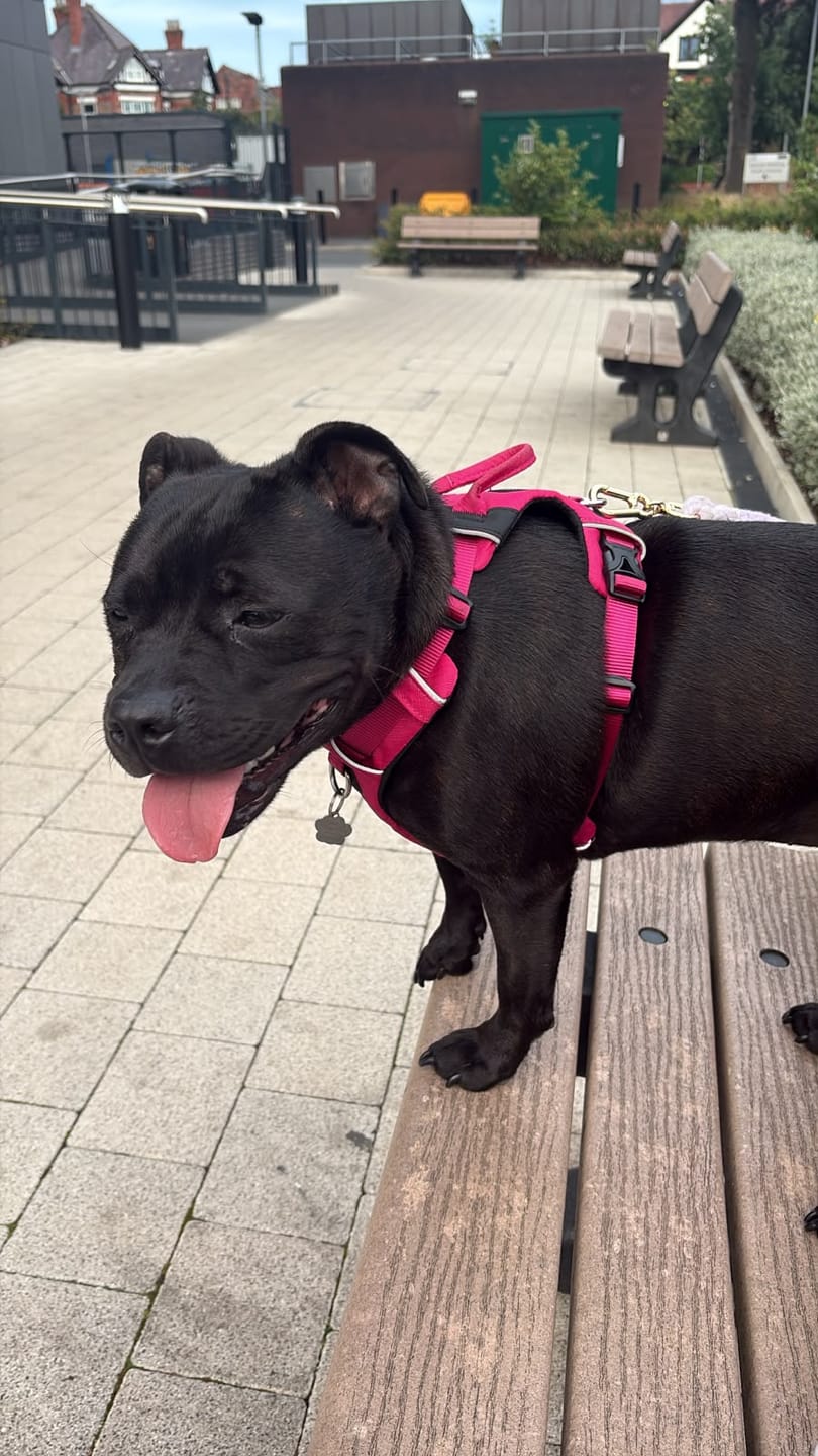 Customer photo review of Air Harness | Anti-Pull & With Handle - Carminerose