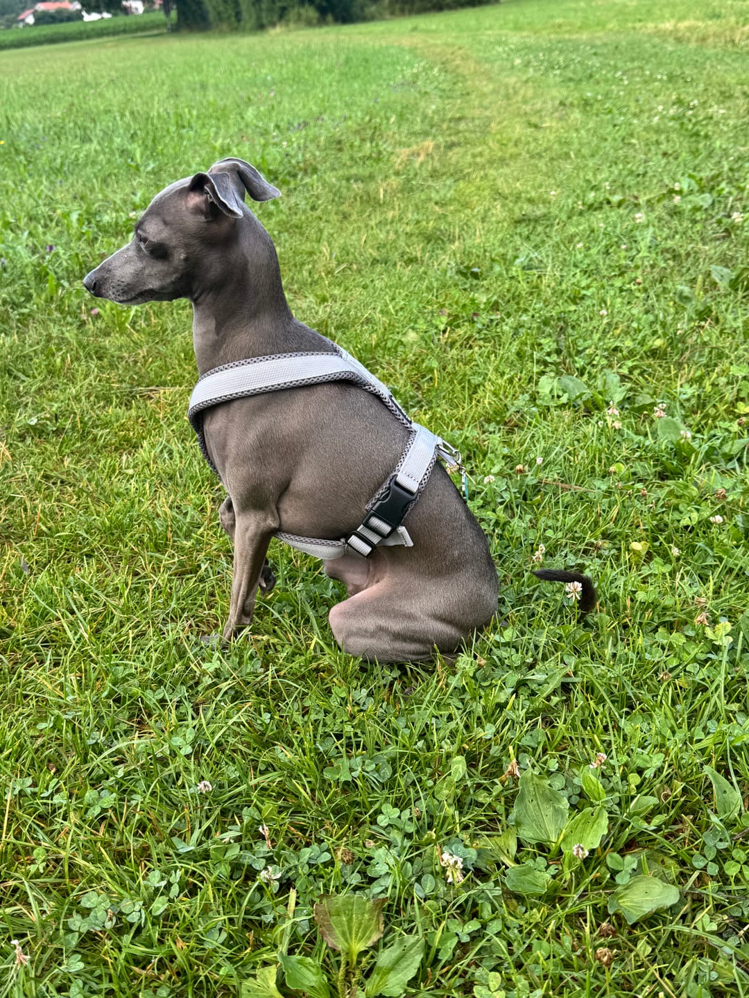 Customer photo review of Windhundgeschirr FUN Welpe/Windspiel "Moon Grey"