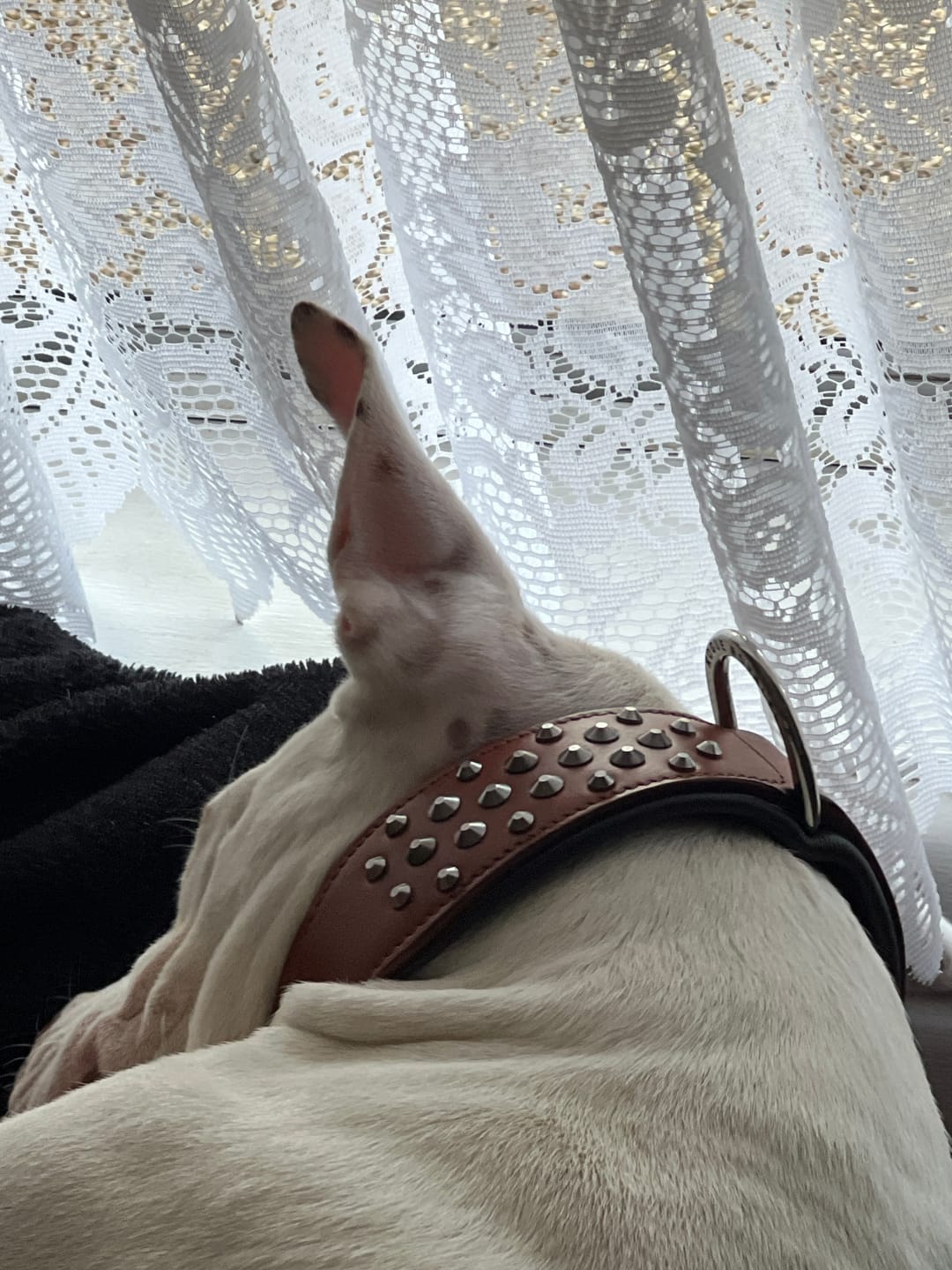 Customer photo review of Hand Made Leather Dog Collar - RuffNeck Brown and Chrome (Wide Fit)