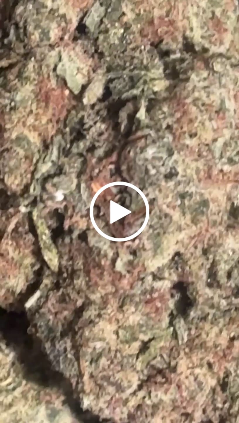 Customer video review of Laughing Gas - Bulk - Hybrid