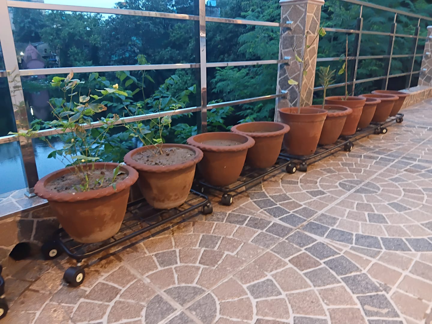 Customer photo review of TryGreen Ivy Wheel Rolling Plant Stand for Planters