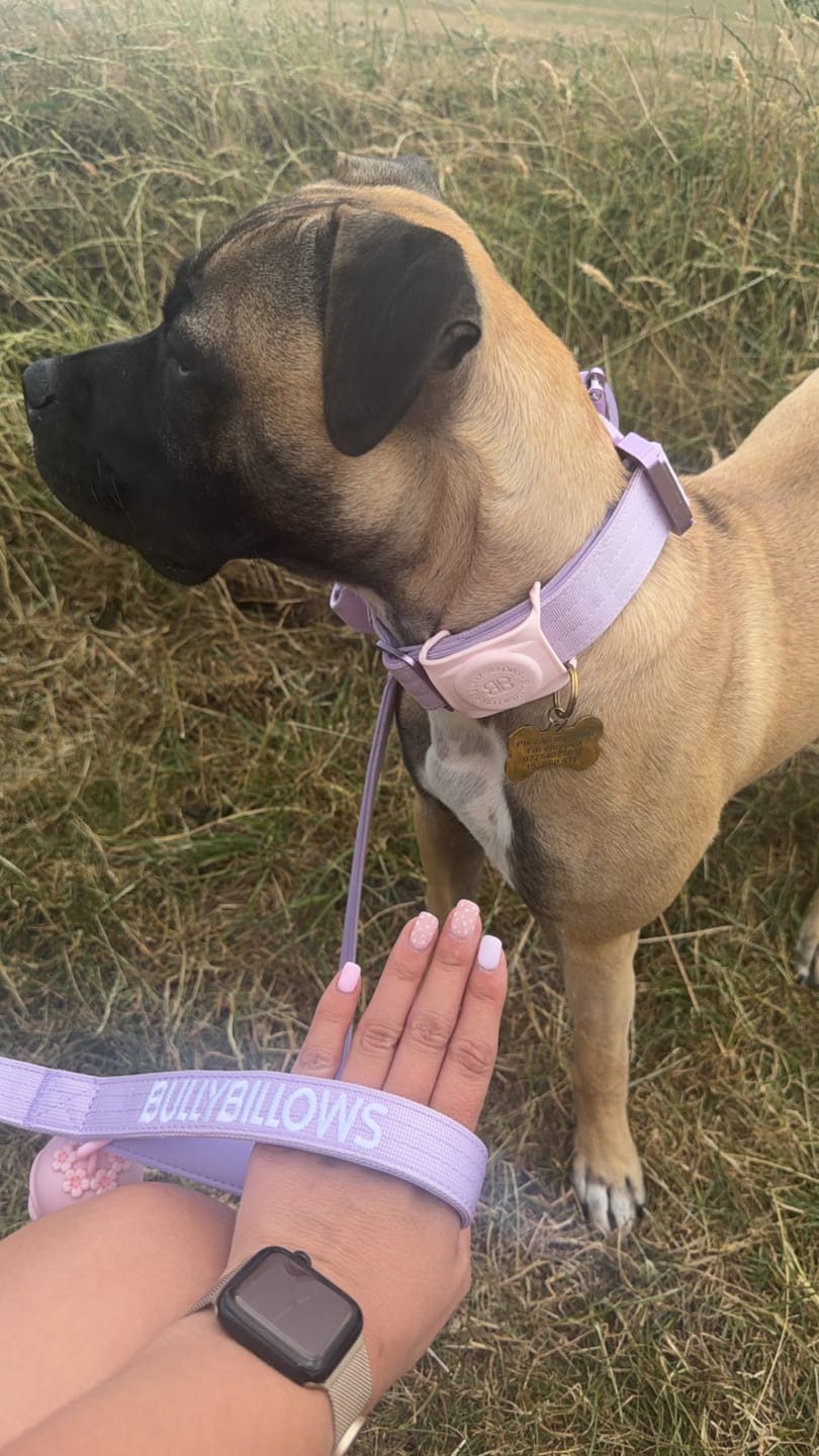 Customer photo review of 4cm Lighter Combat® Collar | With Handle & Secure Clip - Lavender X Ube