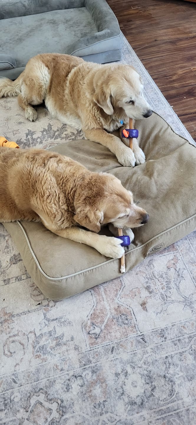 Customer photo review of 12 Inch Standard Bully Stick