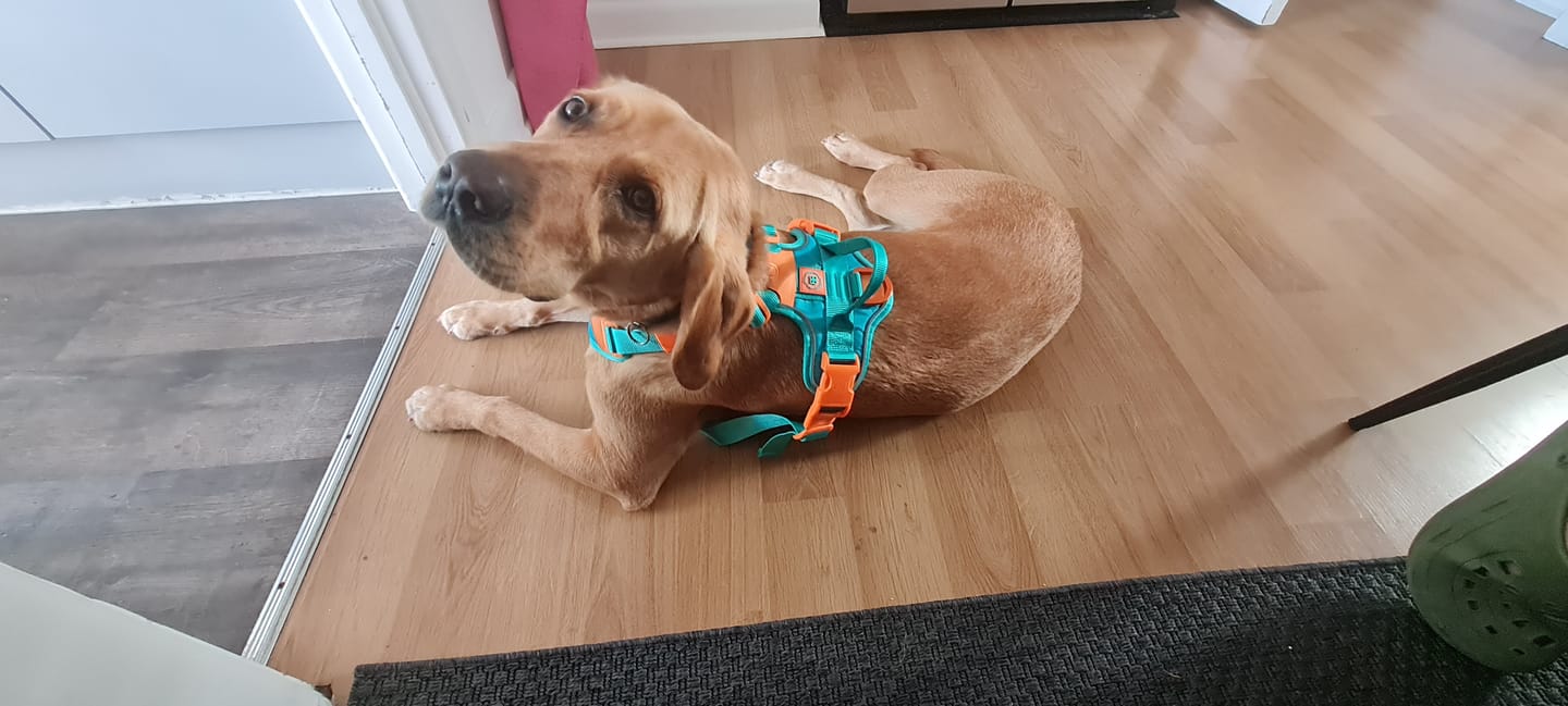 Customer photo review of Anti Pull Hurricane Harness Lighter | With Handle - Turquoise X Orange
