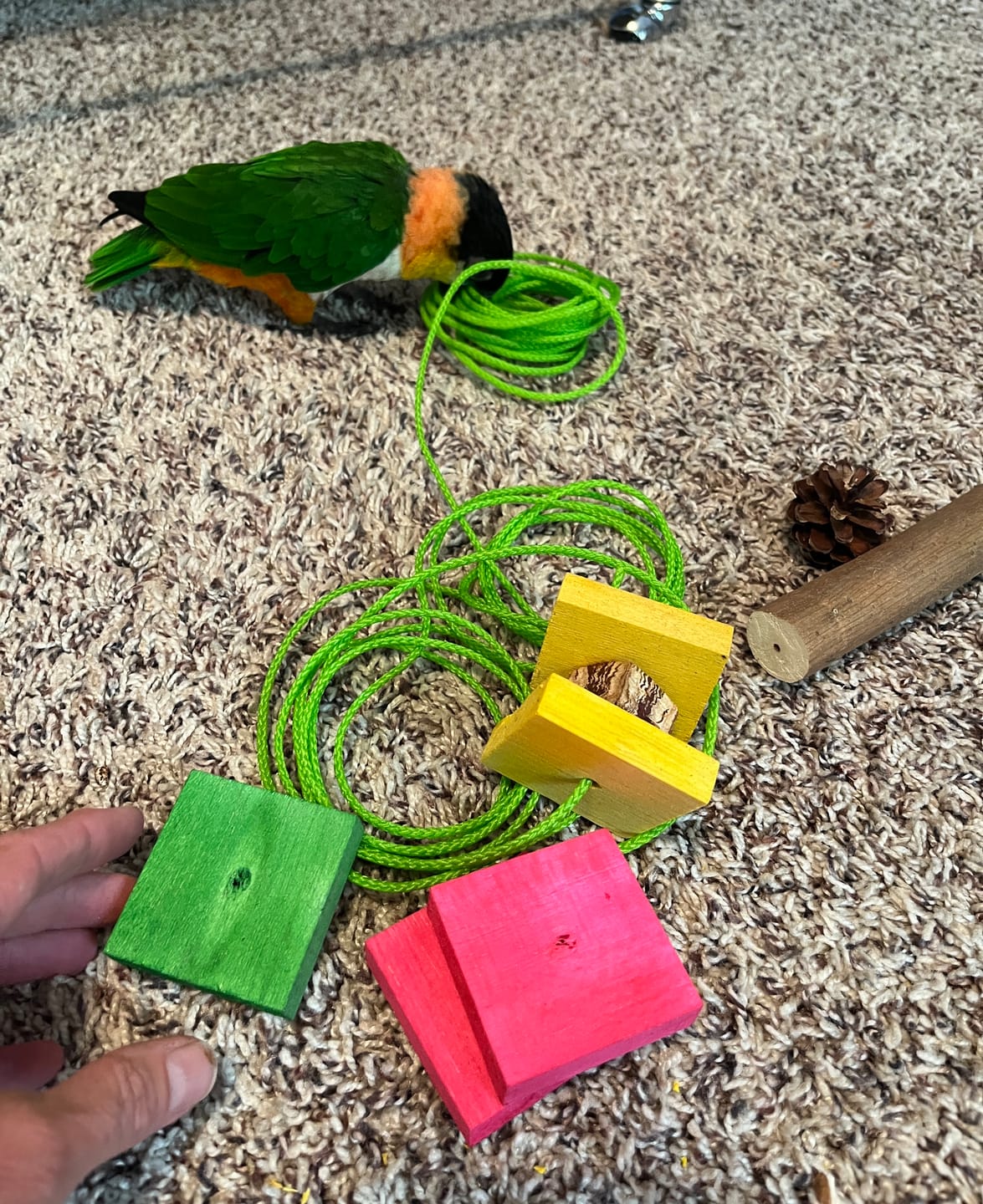 Customer photo review of 2" Colored Balsa Squares 1/2" Thick - 10 Pack