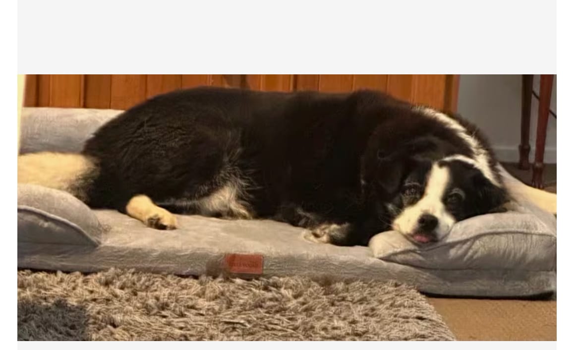 Customer photo review of SilvyPet™ Cuccia Ortopedica Premium per Cani