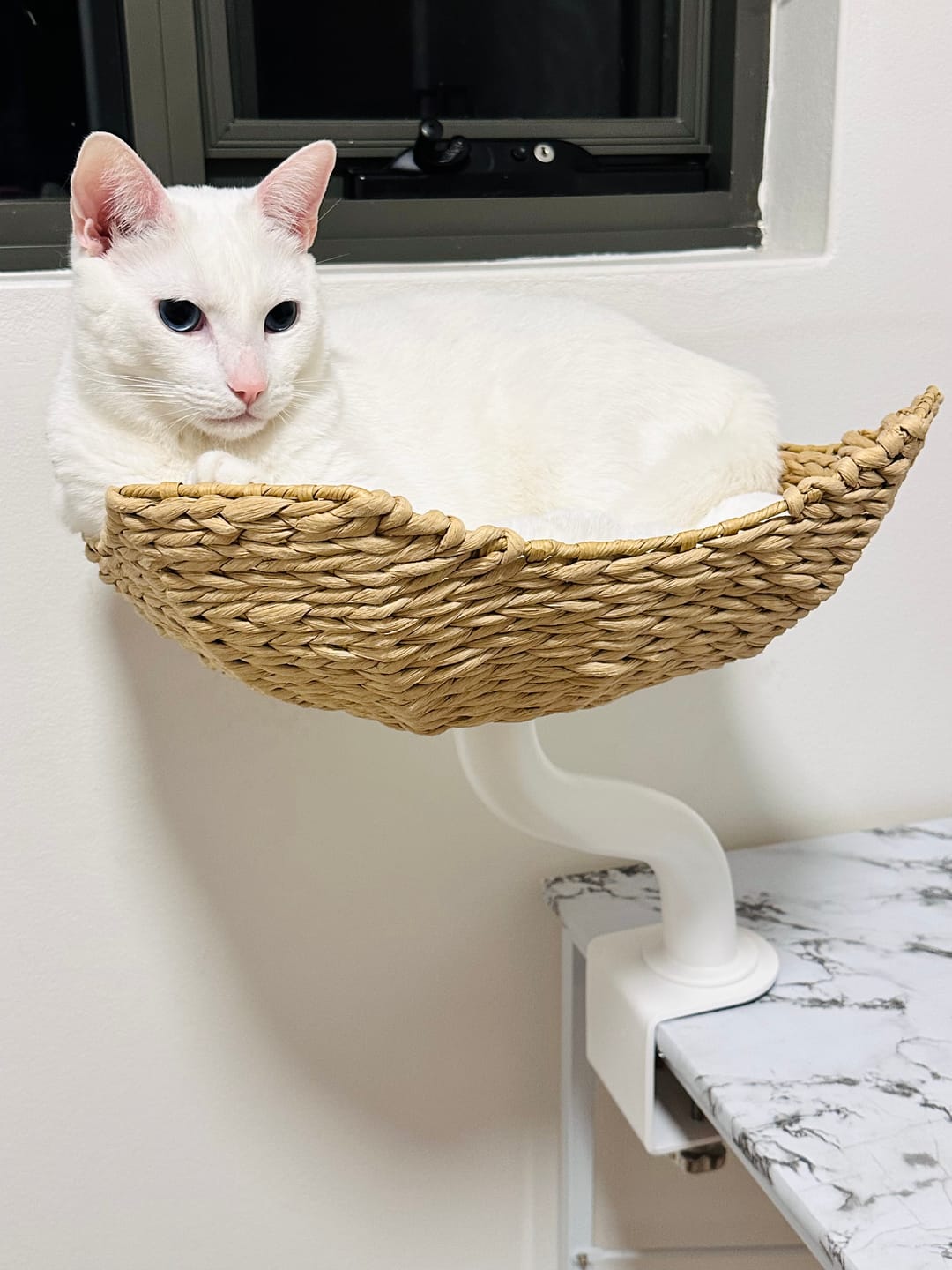 Customer photo review of Michu DeskMate Sustainable Desk-Mounted Side Companion Cat Tree
